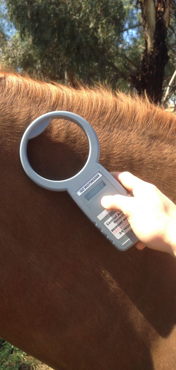 SetWidth600-microchip-horse